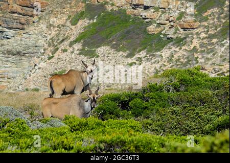 Gemeines Eland, Tragelaphus oryx, Cape of Good Hope Nature Reserve, Kap-Halbinsel, Südafrika Stockfoto