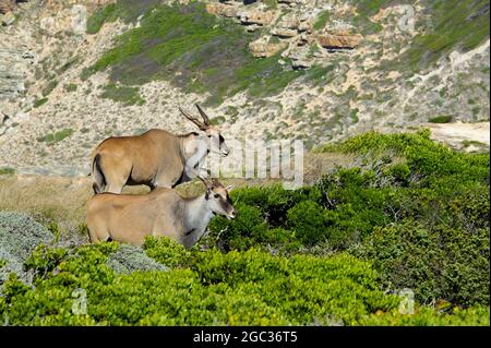 Gemeines Eland, Tragelaphus oryx, Cape of Good Hope Nature Reserve, Kap-Halbinsel, Südafrika Stockfoto