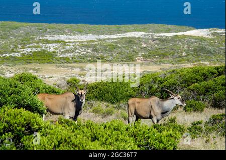 Gemeines Eland, Tragelaphus oryx, Cape of Good Hope Nature Reserve, Kap-Halbinsel, Südafrika Stockfoto