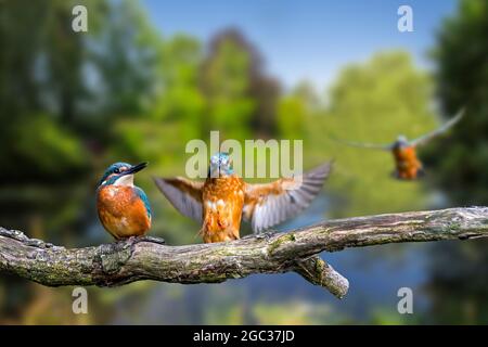 Sequenz von Eisvöglern (Alcedo atthis), die auf einem Zweig über dem Wasser des Teiches landeten Stockfoto