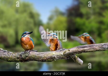 Sequenz von Eisvöglern (Alcedo atthis), die auf einem Zweig über dem Wasser des Teiches landeten Stockfoto