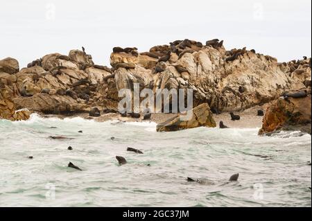 Kappelzrobbenkolonie auf Geyser Rock, Arctocephalus pusillus, Gansbaai, Südafrika Stockfoto