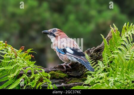 Eurasischer eichelhäher / Europäischer eichelhäher (Garrulus glandarius / Corvus glandarius) auf einem Baumstamm mit Farnen im Wald Stockfoto