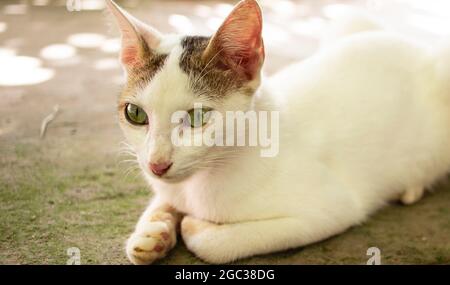 Nahaufnahme einer indischen Straßenkatze, die auf der Straße sitzt Stockfoto