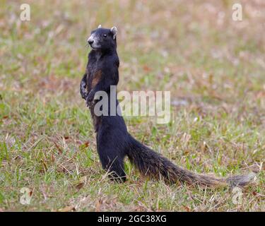 Ein großes Zypressenfuchshörnchen, das auf der Weide nach Nahrung jagt. Stockfoto