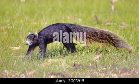 Ein großes Zypressenfuchshörnchen, das auf der Weide nach Nahrung jagt. Stockfoto