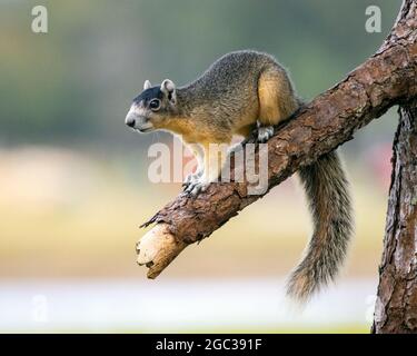 Ein großes Zypressenfuchshörnchen auf Nahrungssuche. Stockfoto