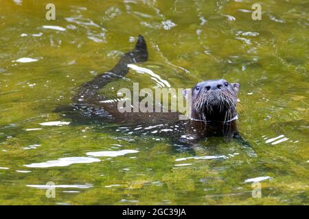 Ein großes Zypressenfuchshörnchen auf Nahrungssuche. Stockfoto