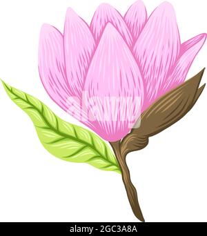 Vektor-Illustration der schönen Magnolie, Frühlingsblume isoliert auf weißem Hintergrund. Stock Vektor