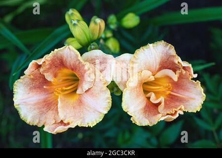 Hemerocallis Longfields Marmalade blühende Pflanze, Draufsicht Stockfoto