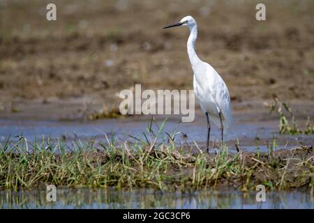 Kerkini, Griechenland, 13. Juli 2021. Der Reiher ist eine Vogelart aus der Familie der Ardeidae. Stockfoto