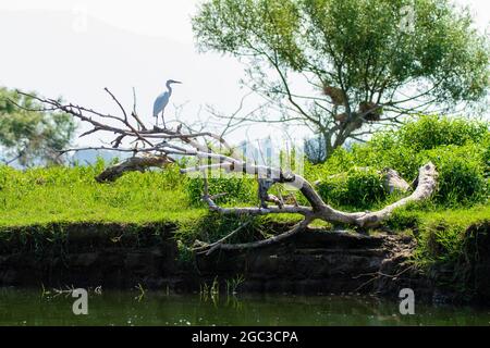 Kerkini, Griechenland, 13. Juli 2021. Der Reiher ist eine Vogelart aus der Familie der Ardeidae. Stockfoto