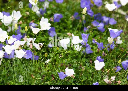 Blau-weiße Karpaten-Harebell blüht im Garten, Campanula carpatica Stockfoto