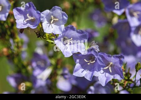 Campanula persicifolia - Schmalblättrige Glockenblume, Nahaufnahme Stockfoto