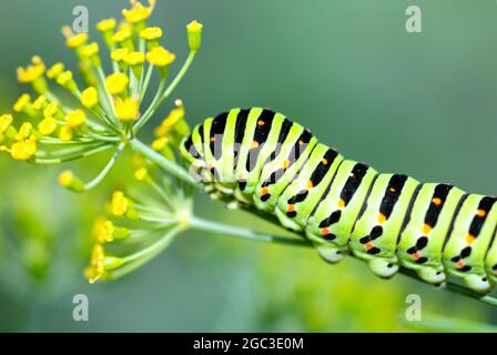 Caterpillar auf der Dill blühenden Pflanze, Nahaufnahme Stockfoto