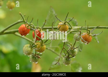 Reife und unreife Kirschtomaten auf einem Busch an einem regnerischen Nachmittag. Sommer. Stockfoto