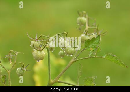 Reife und unreife Kirschtomaten auf einem Busch an einem regnerischen Nachmittag. Sommer. Stockfoto
