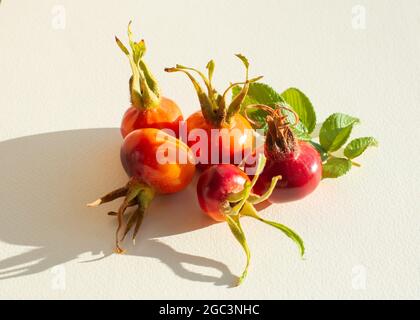 Früchte wilde Rose Hagebutten der Strandrose (Rosa rugosa) isoliert auf weißem Hintergrund mit langem Schatten. Nahaufnahme. Stockfoto