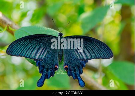 Nahaufnahme eines Papilio bianor Schmetterlings in Taiwan