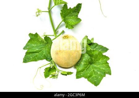 Galia-melone ganze und halbe Stück Zusammensetzung auf weißem Hintergrund Stockfoto