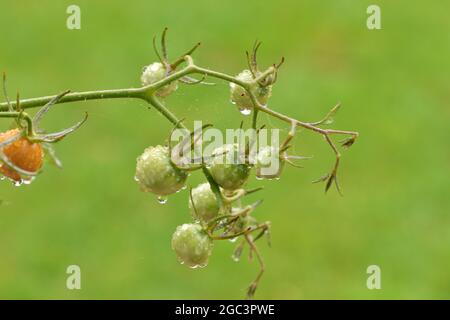 Reife und unreife Kirschtomaten auf einem Busch an einem regnerischen Nachmittag. Sommer. Stockfoto
