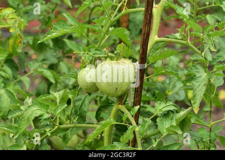 Reife und unreife Tomaten im Busch an einem regnerischen Nachmittag. Sommer. Stockfoto