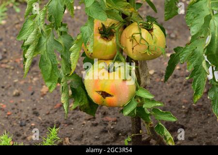 An einem regnerischen Nachmittag befallen kranke und schädlingsbefallene Tomaten auf einem Busch. Sommer. Stockfoto