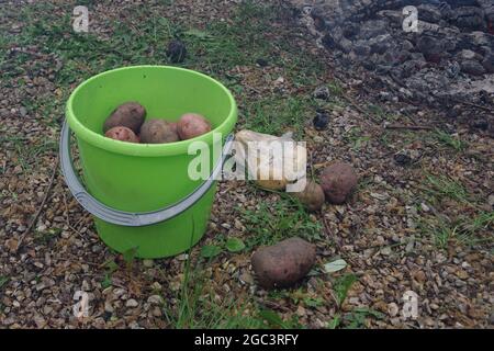 Frisch geerntete Bio-Kartoffeln in einem grünen Plastikeimer. Kartoffeln kochen auf dem Scheiterhaufen in einem Campingausflug, Wandern. Stockfoto