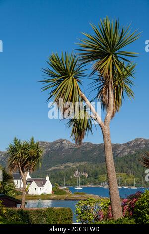Neuseeländische Kohlpalmen wachsen im Dorf Plockton im schottischen Hochland. Stockfoto