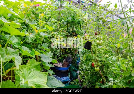 In einem Gewächshaus in einem Hausgarten voller Tomaten-, Gurken- und Pfefferpflanzen. Stockfoto