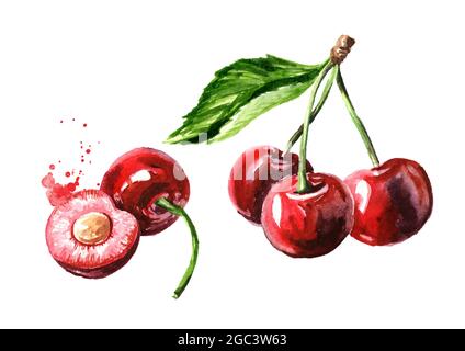 Frische reife Kirsche. Aquarell handgezeichnete Illustration, isoliert auf weißem Hintergrund Stockfoto