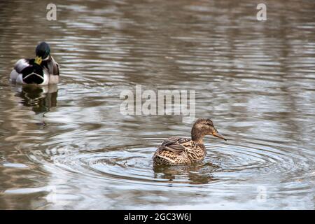 Ein Paar sehr schöner Enten schwimmt im Wasser, eine Ente sucht nach Nahrung, die zweite Ente putzt Federn. Selektiver Fokus Stockfoto