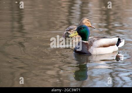 Eine sehr schöne bunte Ente drake schwimmt auf dem Wasser, Nahaufnahme, gefolgt von einer unscharfen zweiten Ente. Stockfoto