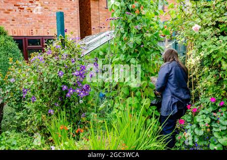 Eine pensionierte Dame pflückt selbstgewachsene Läuferbohnen, die in ihrem Garten wachsen und zur Ernte bereit sind, Stockfoto