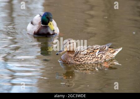 Eine sehr schöne mehrfarbige Ente drake schwebt im Wasser, schaut auf die zweite Ente. Enten baden im Wasser. Nahaufnahme, selektiver Fokus. Stockfoto