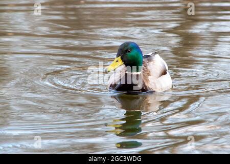 Sehr schöne mehrfarbige Ente drake schwimmt auf dem Wasser, Nahaufnahme. Stockfoto