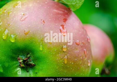 Nahaufnahme eines hausgemachten Apfels mit Wassertropfen, die im Garten wachsen Stockfoto