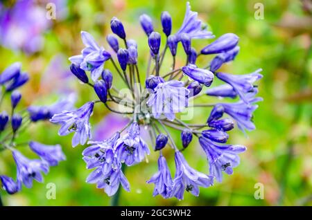 Nahaufnahme einer purpurnen Agapanthus- oder Nillilie. Stockfoto