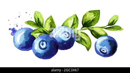 Heidelbeerzusammensetzung. Frische Beeren mit Blättern und Zweigen. Handgezeichnete Aquarelldarstellung isoliert auf weißem Hintergrund Stockfoto
