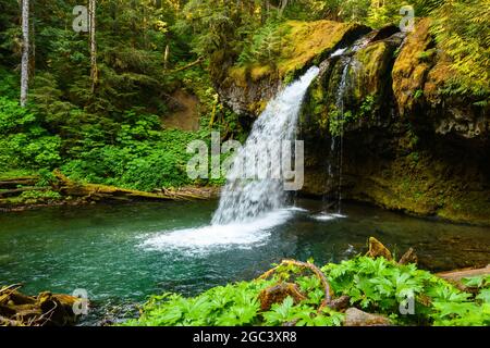 Iron Creek Falls ist ein wunderschöner Wasserfall im Gifford Pinchot National Forest an der Forest Road 25 im Südwesten von Washington Stockfoto