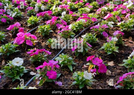 Detail eines Blumenbeetes, ausgestattet mit einem Bewässerungssystem, mit violetten und weißen kleinen Blumen Stockfoto