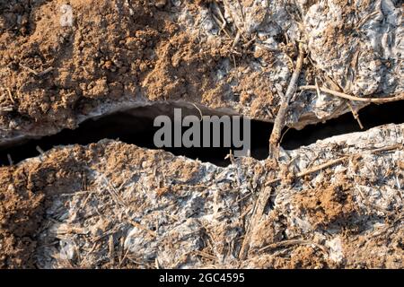 Tiefe Risse im Boden als Symbol für heißes Klima und Dürre. Stockfoto