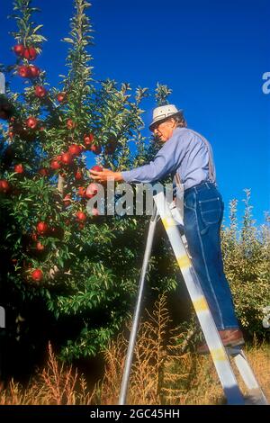 Mann, der in einem Obstgarten in Colorado, USA, Äpfel pflückt Stockfoto