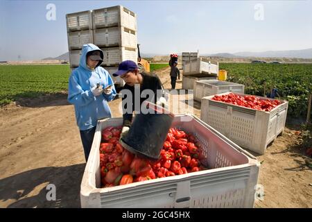 Rote Paprika ernten Stockfoto