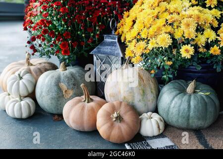 Rote und gelb-orange Mütter auf einer Veranda, die für den Herbst mit weißen, orangefarbenen und grauen Kürbissen dekoriert wurde. Stockfoto