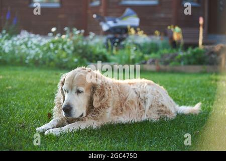 Ein reinrassiger Labrador Retriever-Hund mit lockigem Haar liegt auf einem flachen Rasen. Hochwertige Fotos Stockfoto