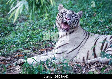 Nahaufnahme eines weißen bengalischen Tigers, der bei Tageslicht in einem Zoo mit verschwommenem Hintergrund gähnt Stockfoto