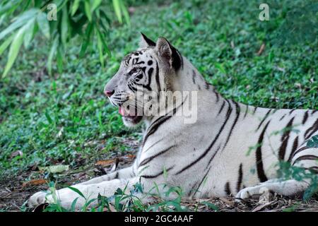 Nahaufnahme eines weißen bengalischen Tigers, der auf dem Boden in einem Zoo mit verschwommenem Hintergrund liegt Stockfoto