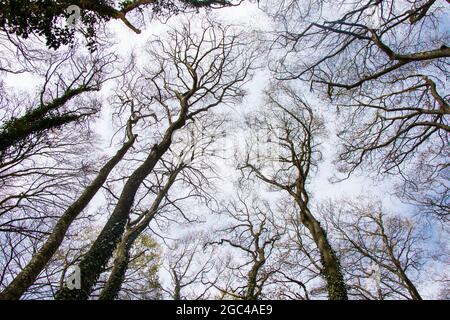 Low-Angle-Aufnahme der Bäume mit den Ästen am Himmel Stockfoto