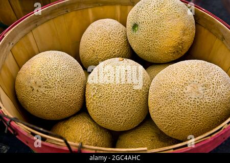 Buschel Korb von Cantaloupes Farmers Markt CO Stockfoto